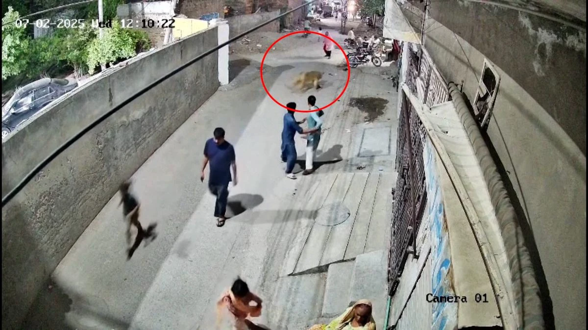 Un león doméstico se escapa y hiere a tres personas en Pakistán