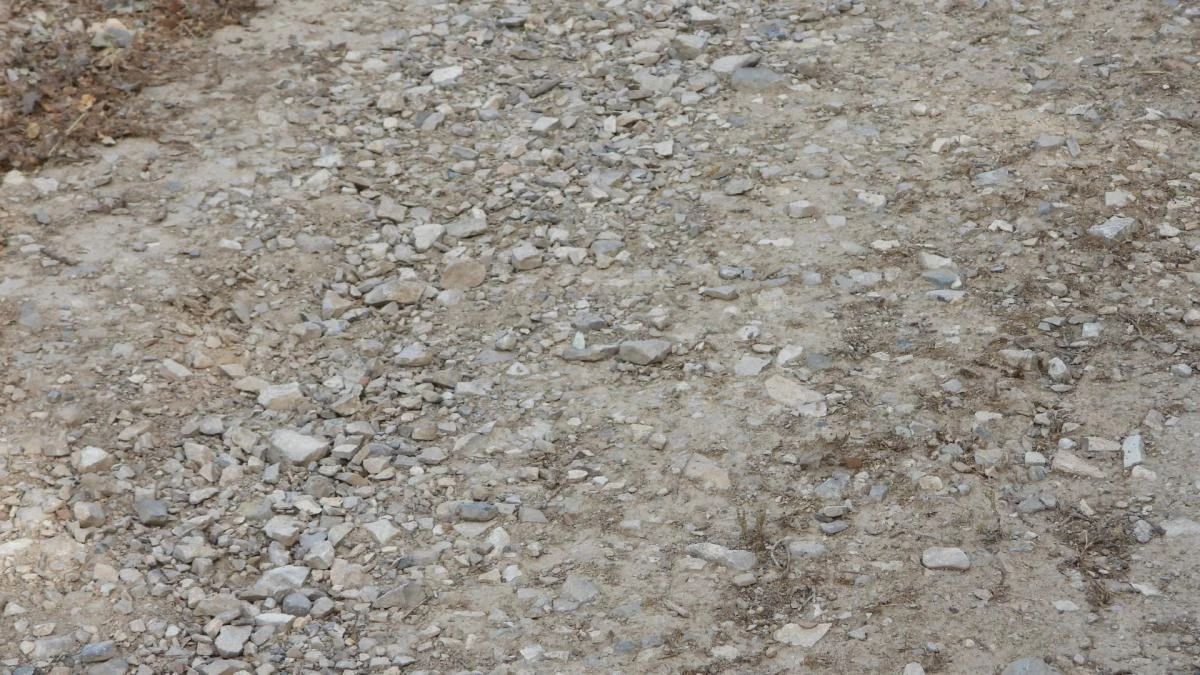 Reto visual: ¿Eres capaz de ver a la mariposa en menos de 30 segundos?