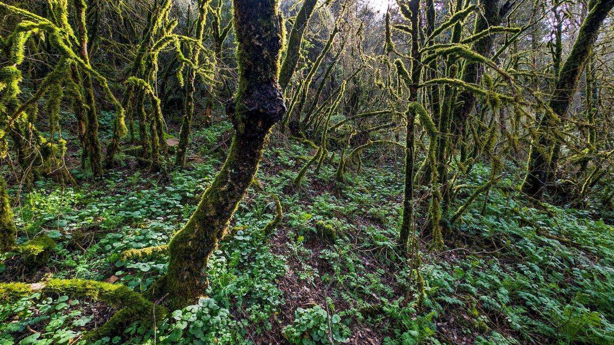 Espectáculo de bosques húmedos