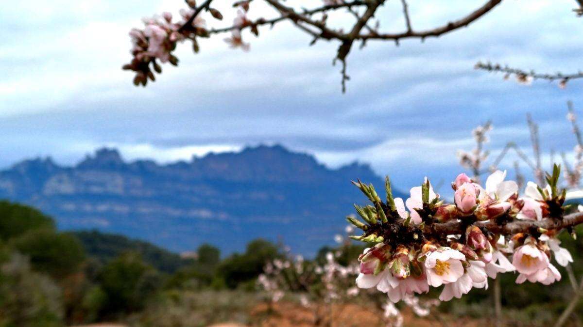 El mirador de los almendros de Montserrat