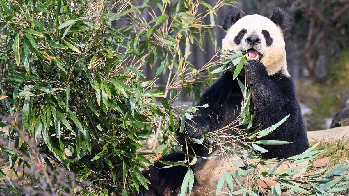 Los pandas gigantes: estandartes del ecoturismo en la provincia de Sichuan