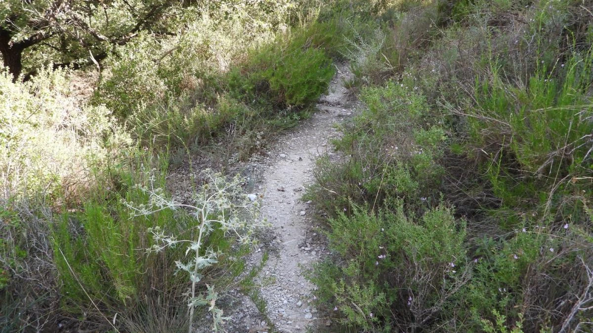 Reto visual: ¿Eres capaz de ver a la mariposa en menos de 30 segundos?