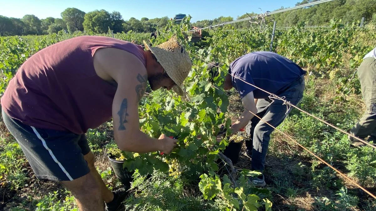 La sequía da un respiro a la DO Empordà que prevé una producción de 60.000 hectolitros