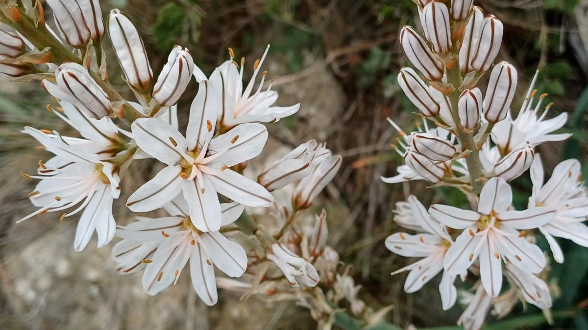 La gran flor de la montaña en primavera