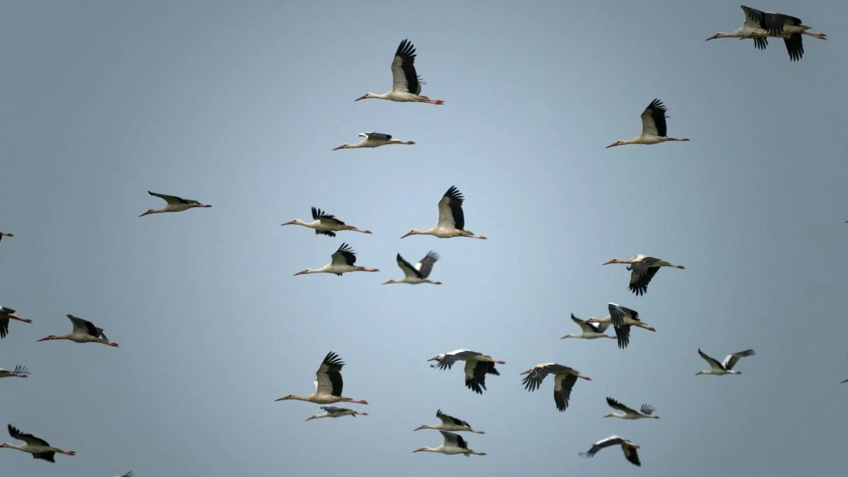 La gran migración de las cigüeñas