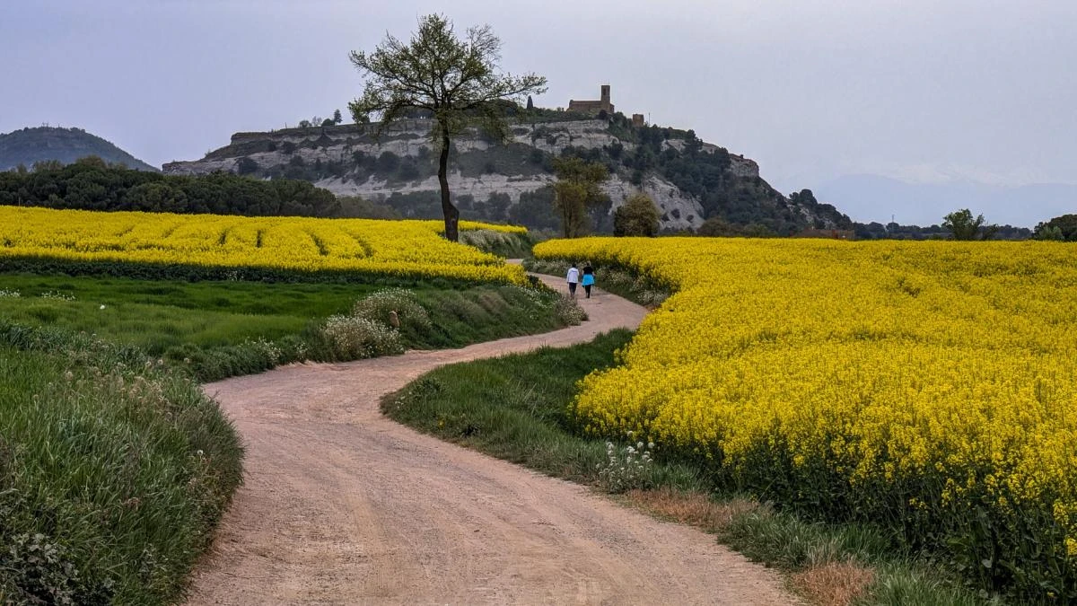 Los paseos de la colza en Osona
