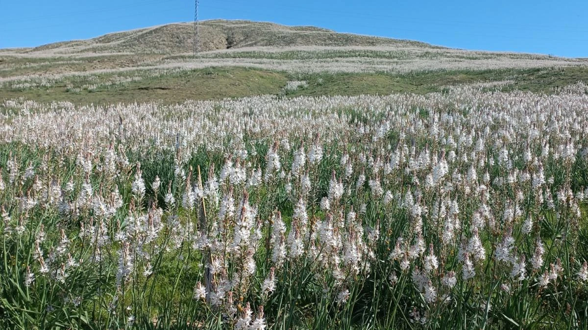 El paisaje inmaculado del gamón blanco
