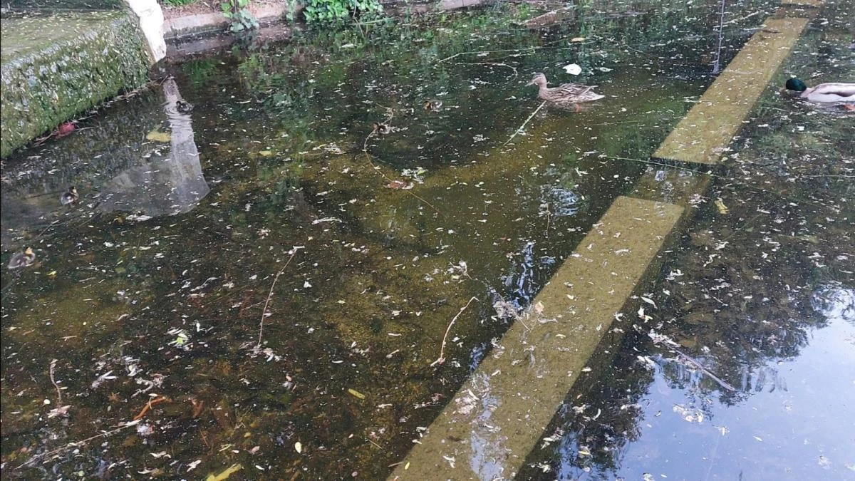 Reto visual: ¿Cuántos patitos eres capaz de ver en menos de 30 segundos?