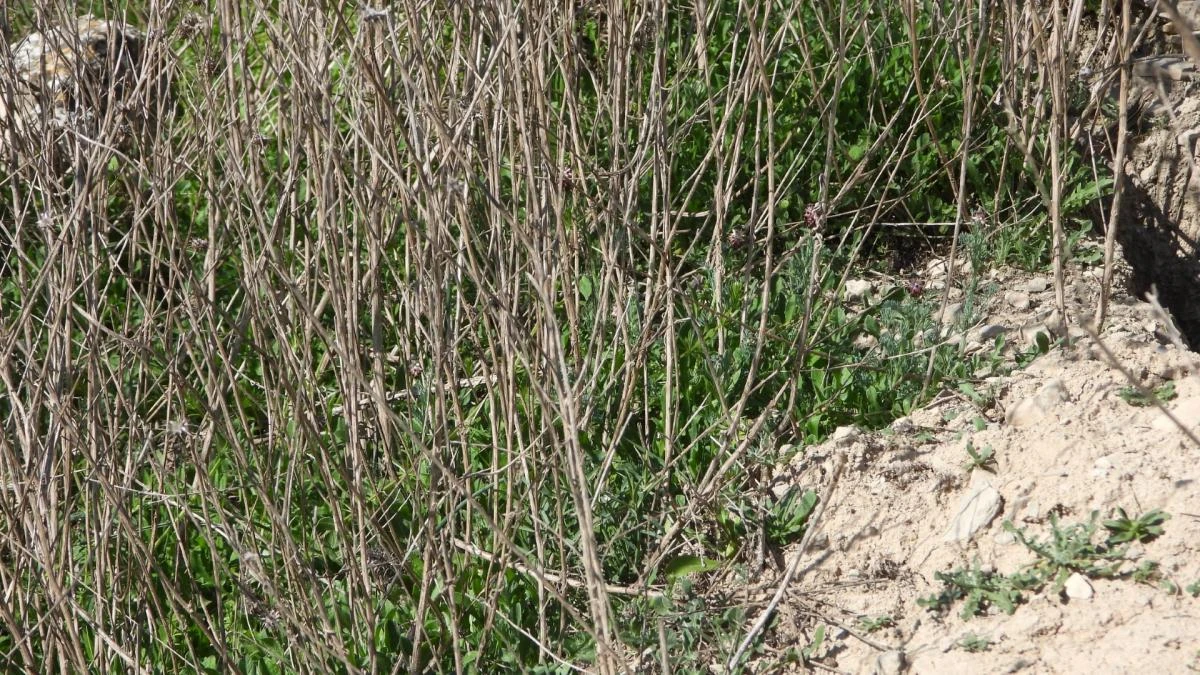 Reto visual: ¿Eres capaz de ver el lagarto en menos de 30 segundos?