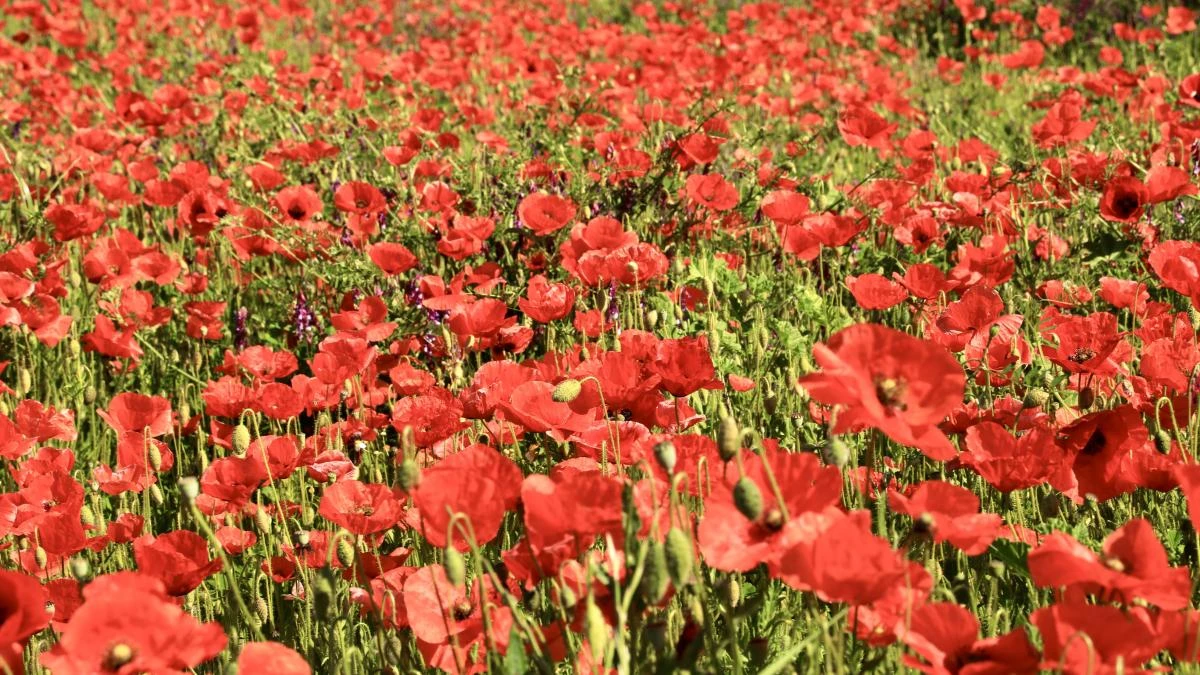 Las alfombras de amapolas de Mont-ras