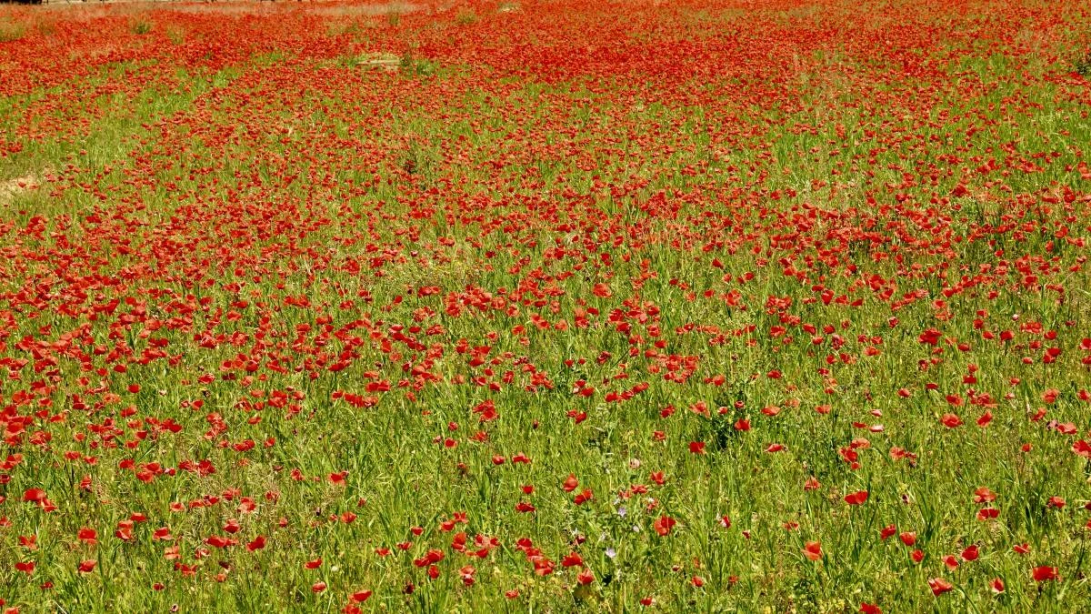Alfombras naturales de primavera