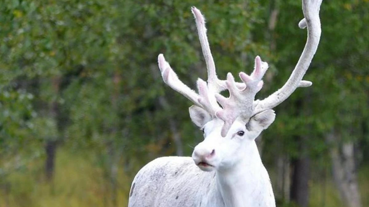 Trump aprueba la polémica vía minera de Alaska para impulsar la búsqueda de cobre y zinc