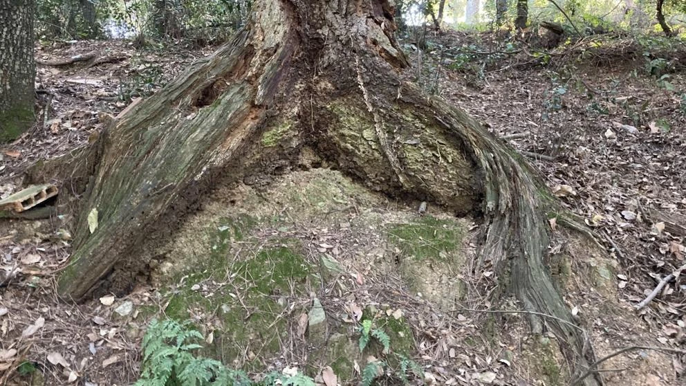 ¿Conoces el árbol de la sirena de Collserola?