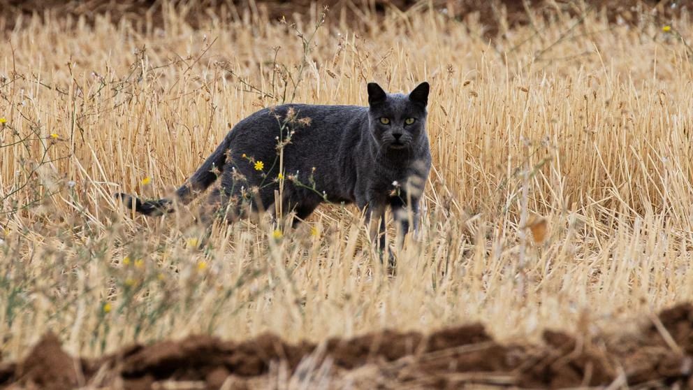 La pantera negra de Granada es en realidad un gato negro que todavía no ha sido capturado