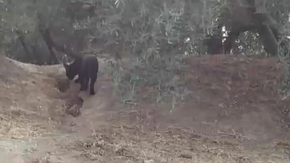 Una imagen de la supuesta pantera negra de Granada aviva su búsqueda por la Guardia Civil