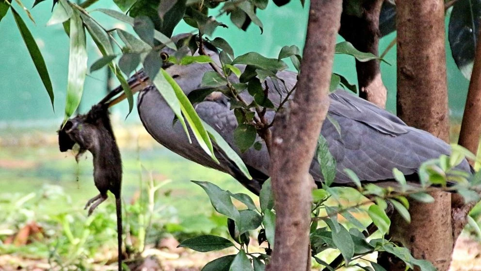 Los ‘okupas’ del Zoo de Barcelona