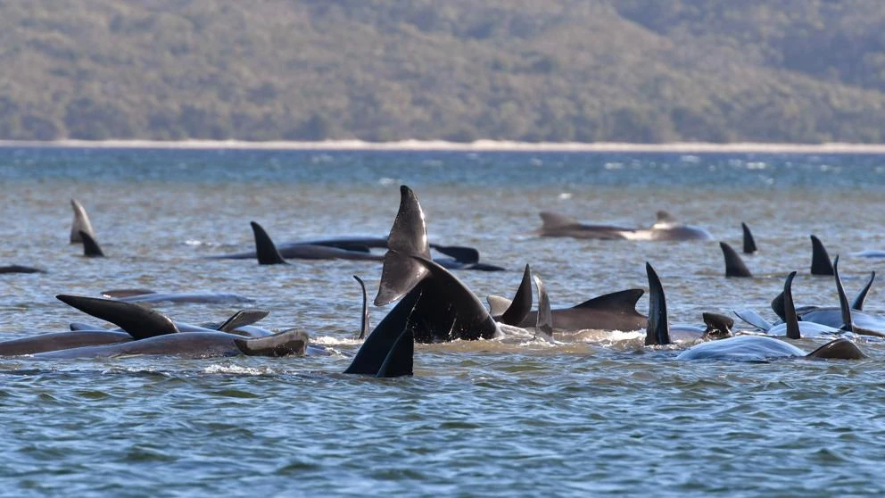 Más de 350 ballenas mueren encalladas en la costa de Australia