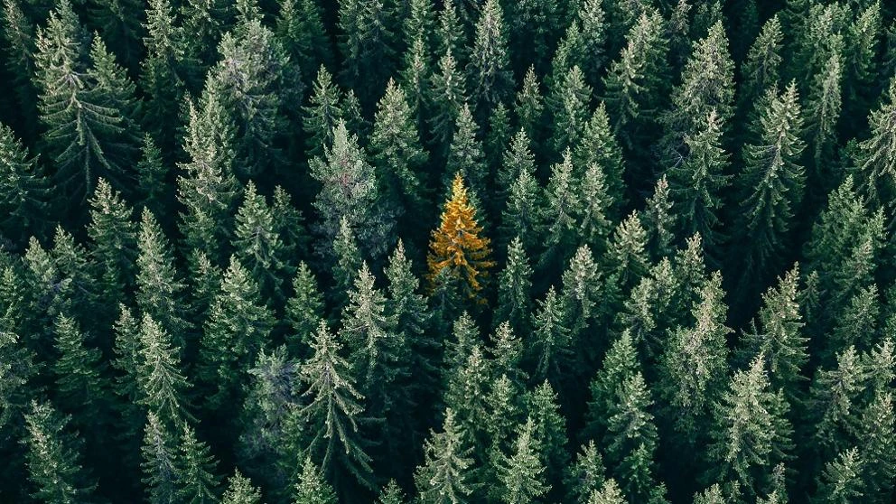 Un árbol para cada recuerdo: el homenaje a los difuntos de 2020