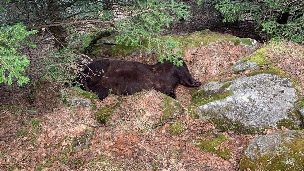 ¿El móvil? El enigma en la detención del agente de Medi Ambient de Aran acusado de matar al oso Cachou