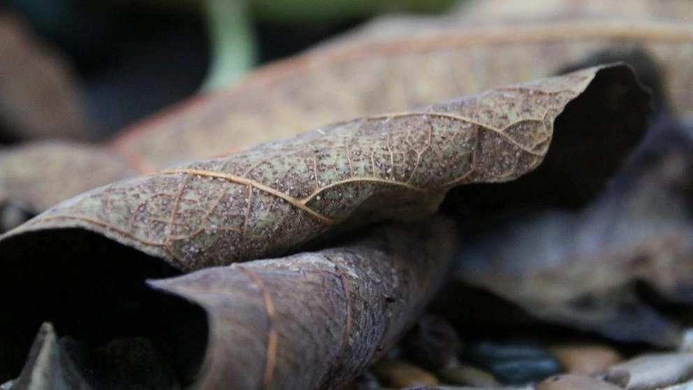 ¿Qué propiedades tiene la hoja de higuera?