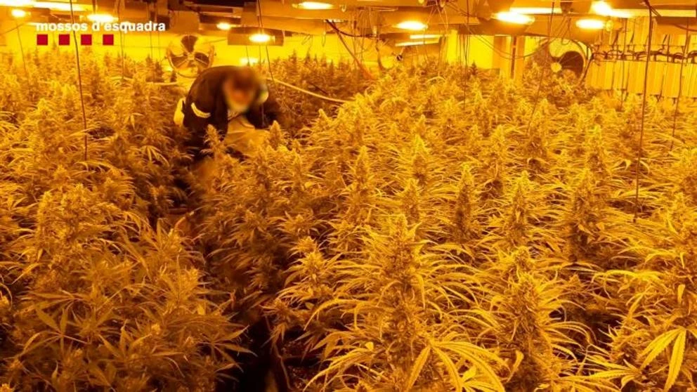 Sant Cebrià de Vallalta epicentro de una organización internacional de tráfico de marihuana