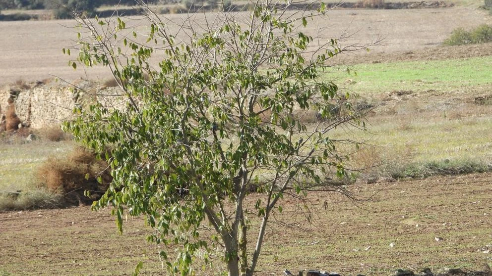 Reto visual: ¿Eres capaz de ver a los siete pájaros?