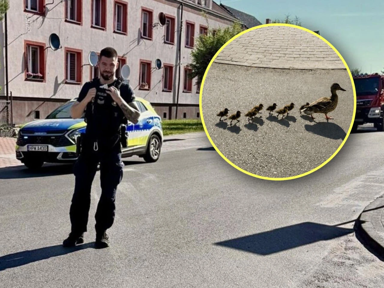 Służby w akcji Niecodzienna interwencja w Dniu Matki. Policjant ruszył na pomoc... kaczkom!