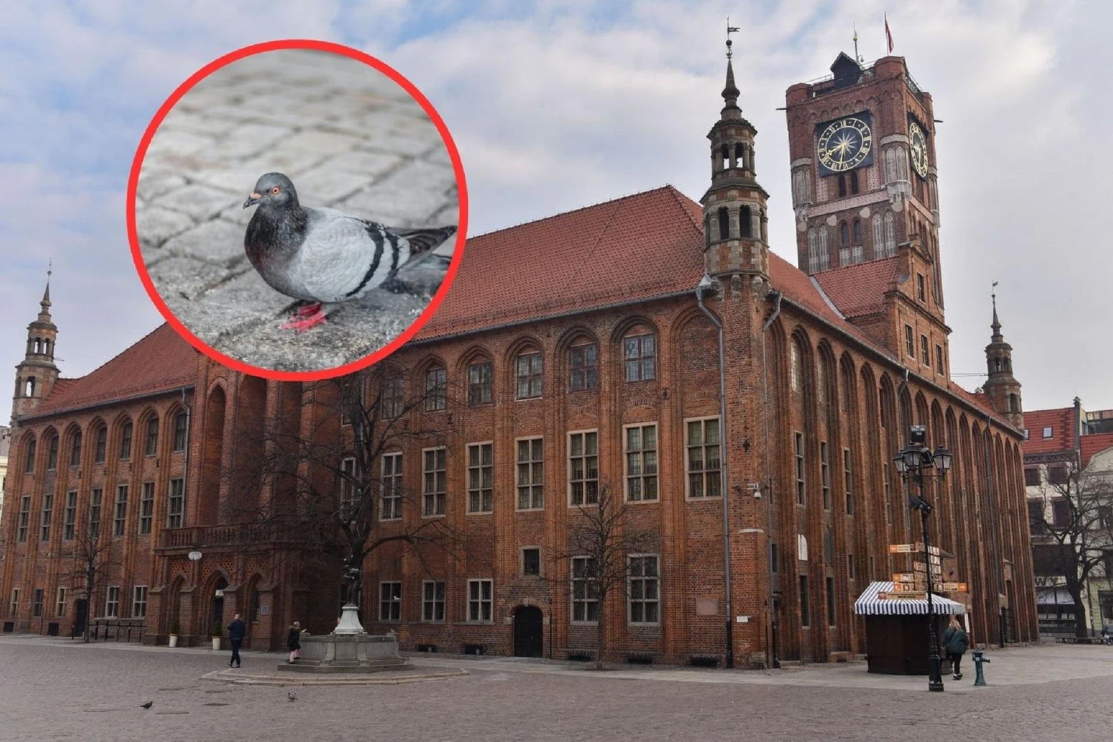 Mamy relacje Toruń kontra gołębie! Przedsiębiorcy wściekli, mieszkańcy potwierdzają. Jest odpowiedź władz