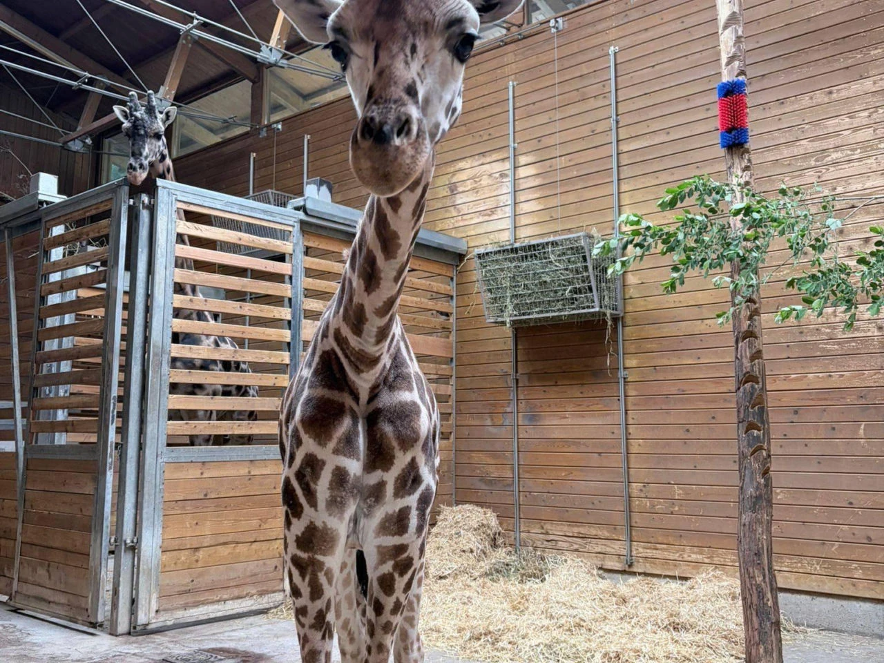Łezka się kręci Tak wyglądały dwa pierwsze lata życia żyrafy Pietruszki. ZOO opublikowało wzruszające nagranie