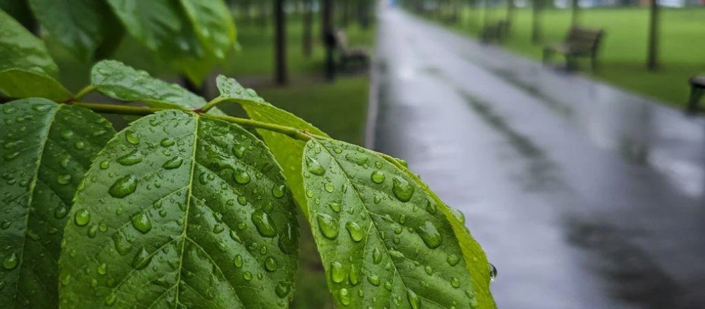 Deszczowa sobota zakłóci weekend w Poznaniu. Niedziela przyniesie poprawę pogody