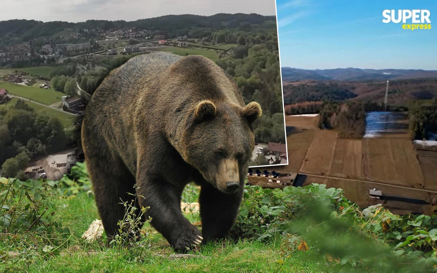 Co będzie dalej? Turystyka w Bieszczadach upada! Niedźwiedzie spacerują po podwórkach, ludzie boją się przyjeżdżać