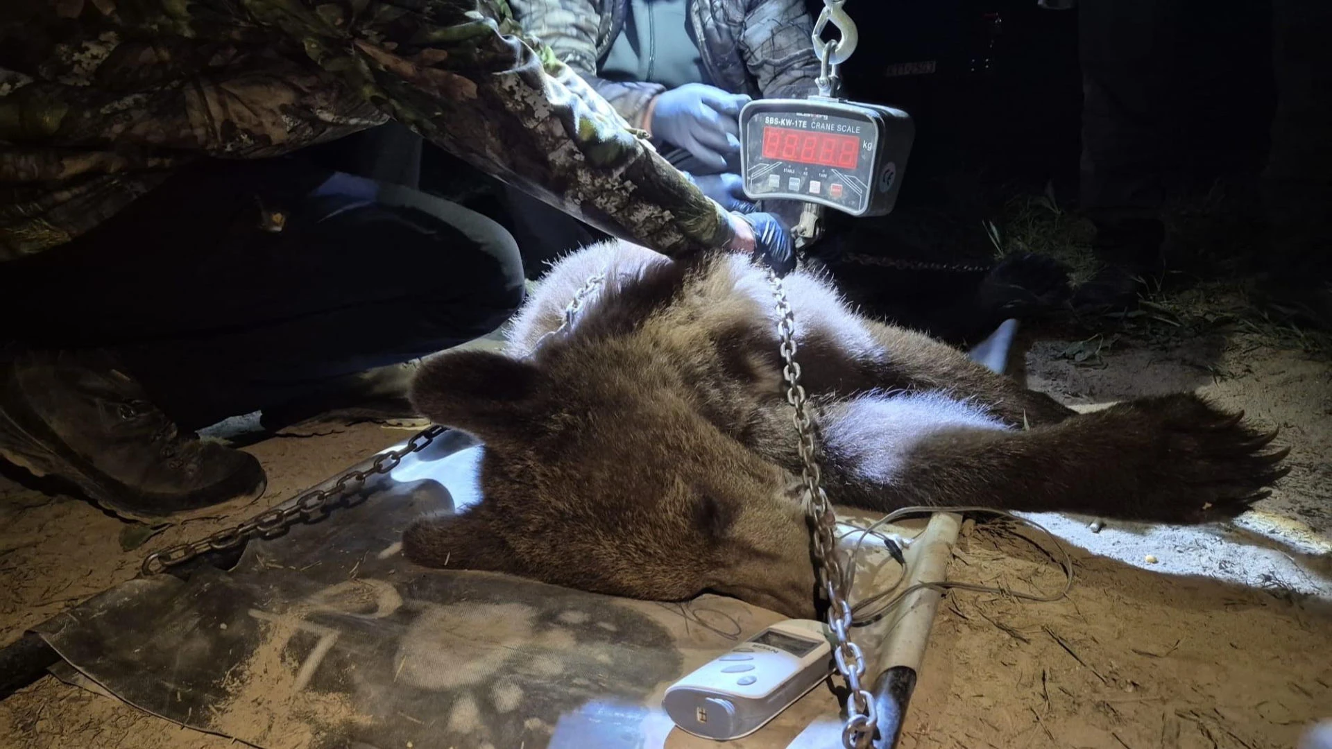 Niedźwiedzie pod lupą Znakowanie niedźwiedzi w Bieszczadach. Drapieżniki będą śledzone krok po kroku
