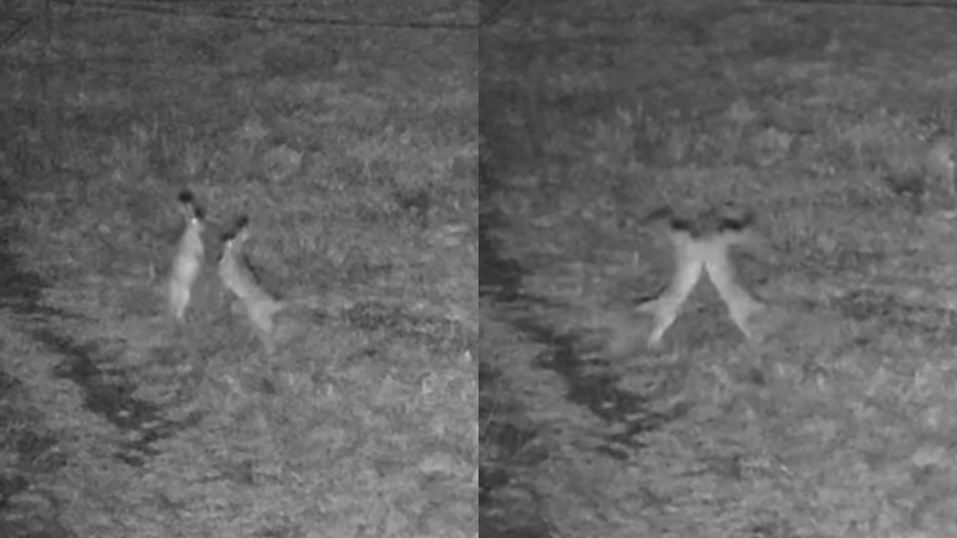 wideo „Walka” na polskiej granicy