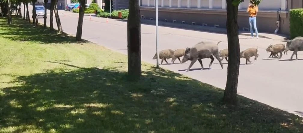 Olsztyn. Nietypowi goście w kampusie studenckim! Spacer dzików w Kortowie nagrały ...