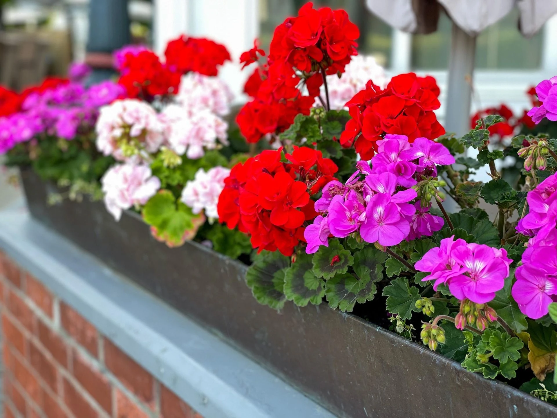 Dom i ogród Pelargonie słabo kwitną? Podlej je tą miksturą, wysyp kwiatów gwarantowany aż do póź…