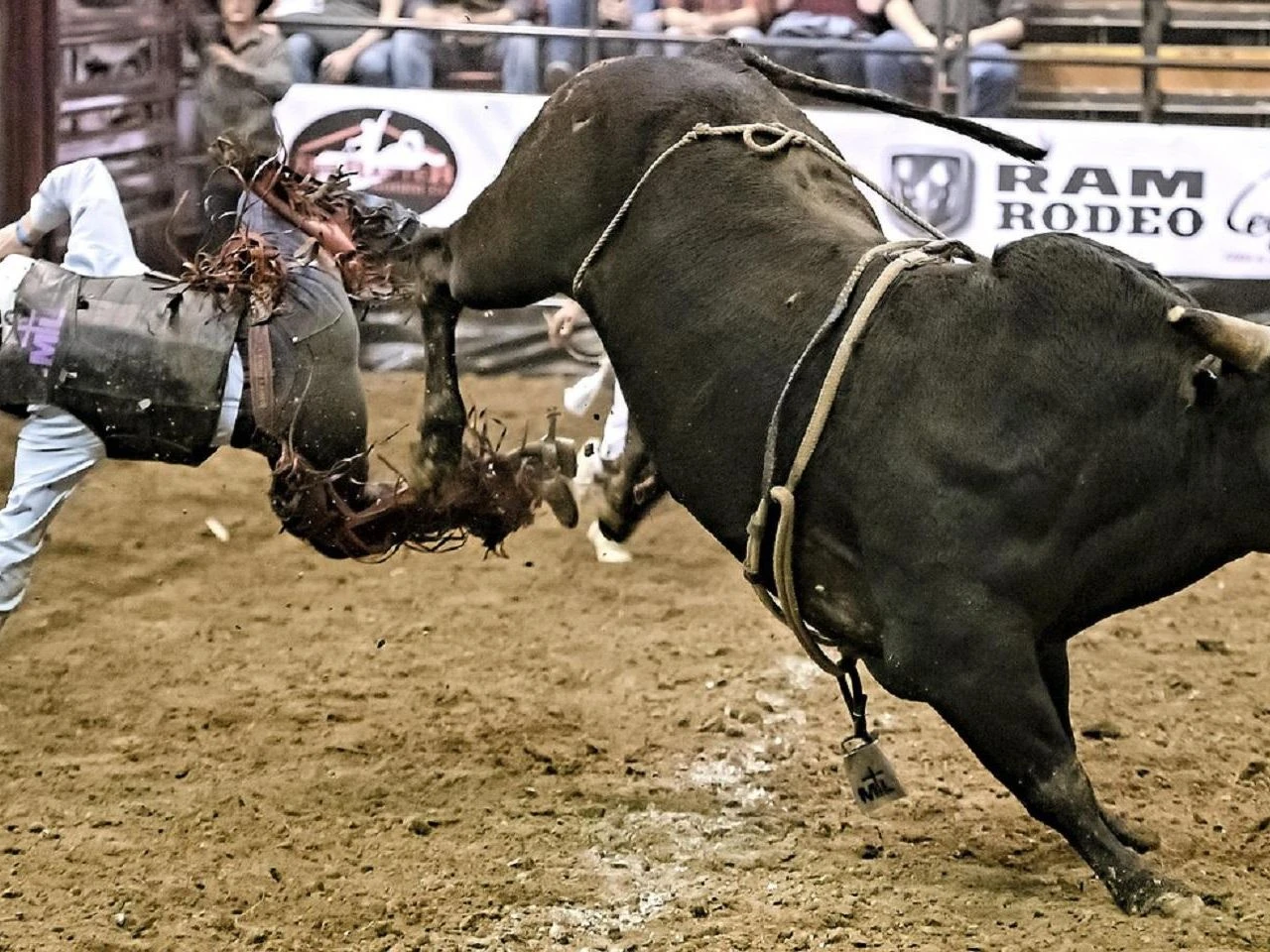 Co się stało? Miasto zakazało ujeżdżania byków! Rodeo zostało odwołane