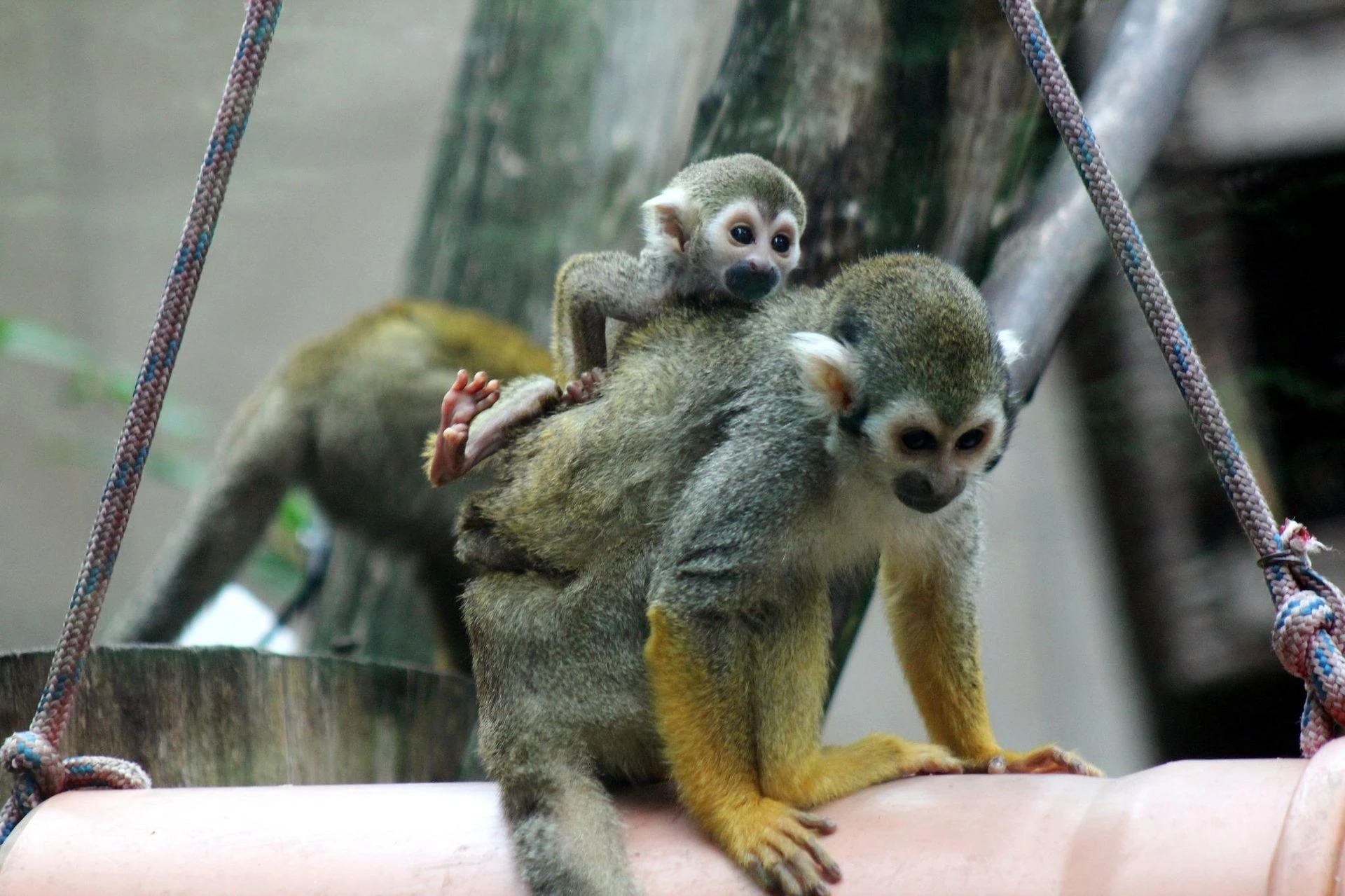 ZOBACZ ZDJĘCIA Cud narodzin w Warszawskim ZOO. Rozkoszne sajmirki zachwyciły opiekunów