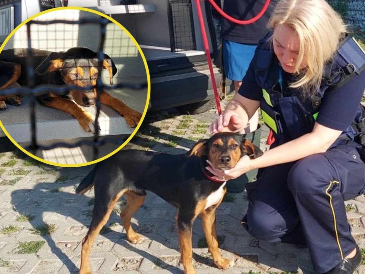 Niecodzienna interwencja Błąkał się na Trasie Zamkowej, mógł zginąć pod kołami. Strażnicy miejscy ruszyli na …