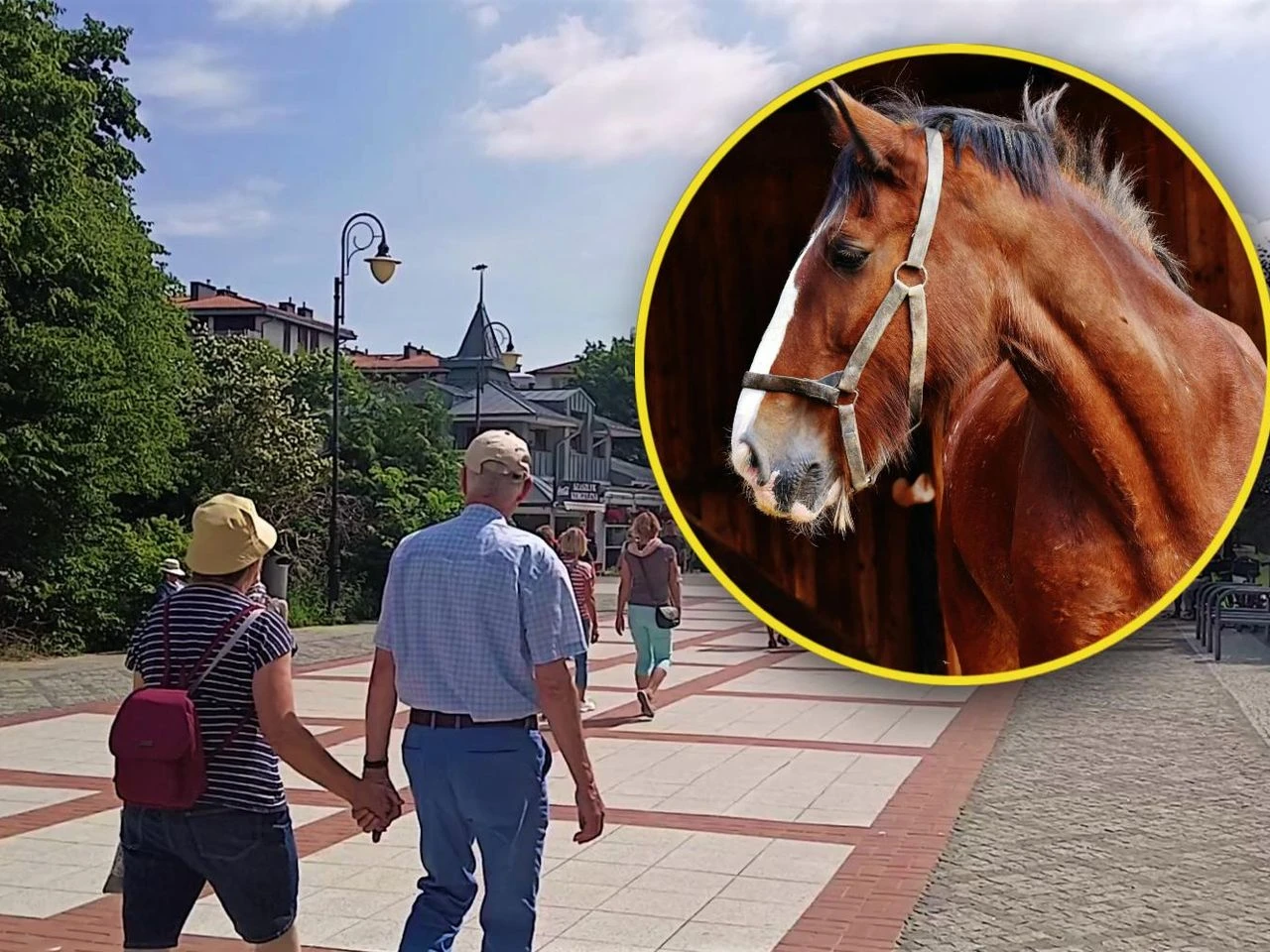 Śmierć zwierzęcia Klacz padła na promenadzie w Świnoujściu. Prokuratura wszczęła dochodzenie w sprawie…