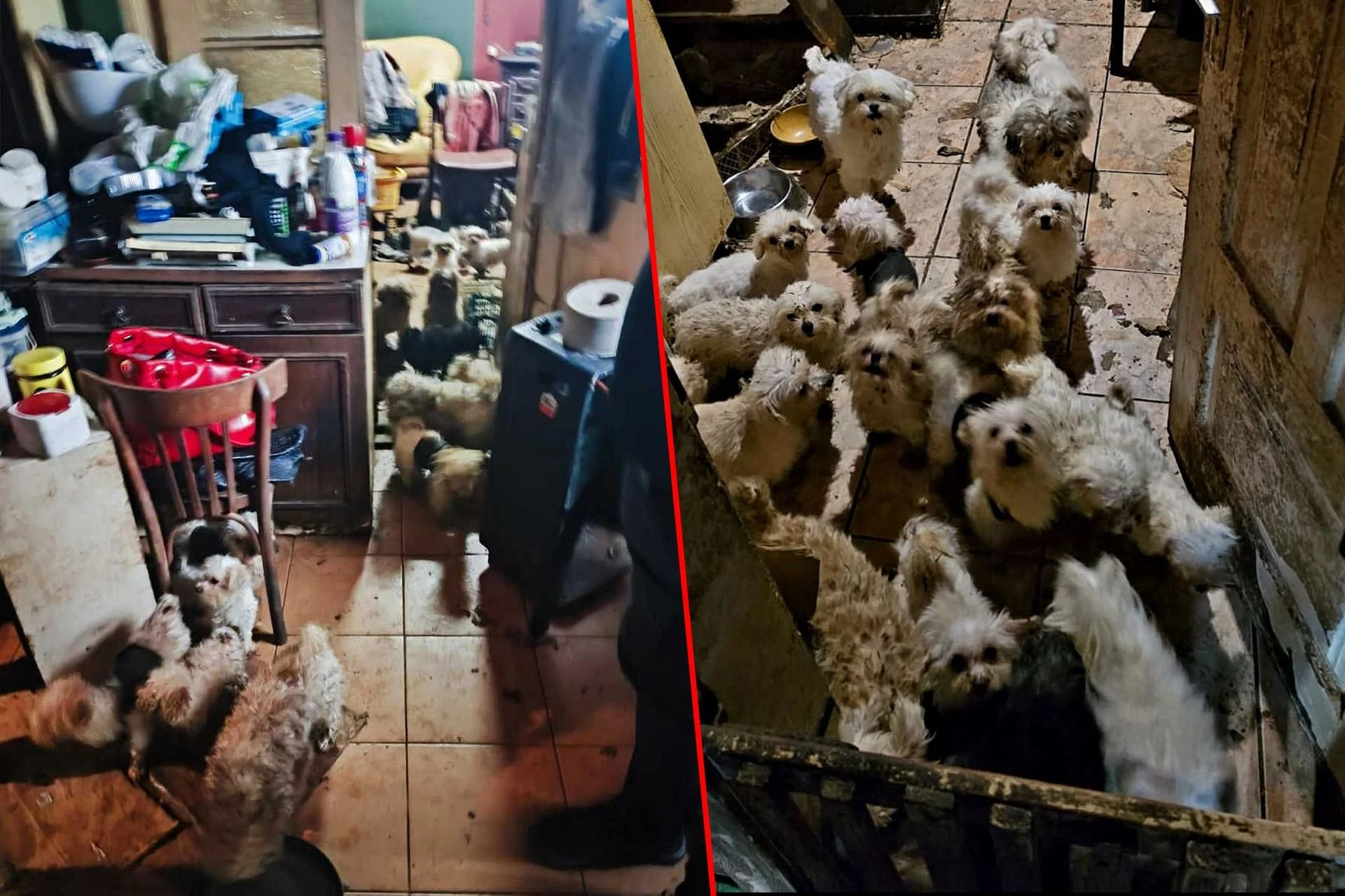 Kobieta odpowie za piekło czwornogów Koszmar w nielegalnej hodowli psów. Prawie 40 zwierząt w skandalicznych warunkach!