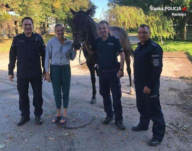 Są zdjęcia Policjanci wyciągnęli tonącego konia z Odry. 