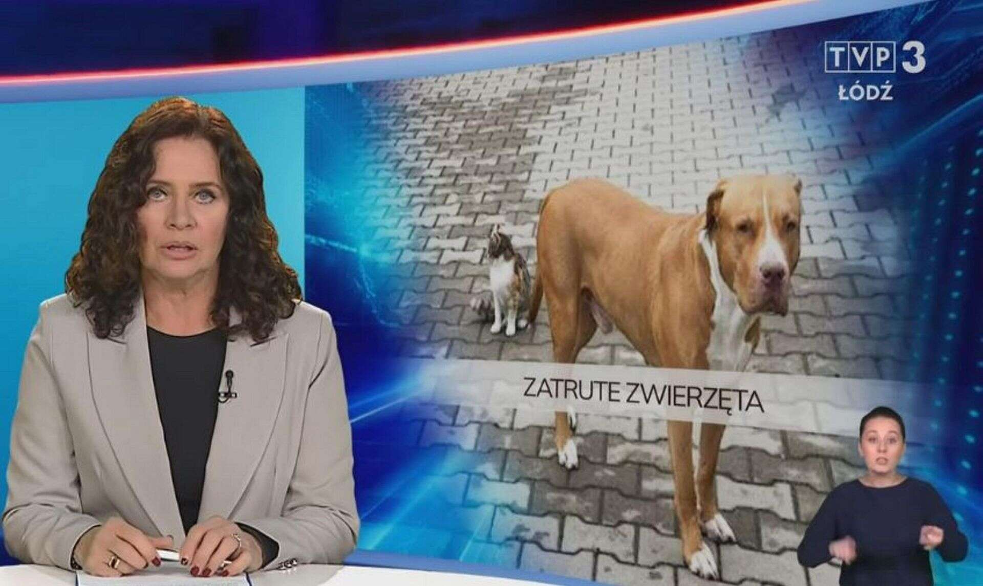 Przerażające odkrycie Ciała psów i lisów pod Sieradzem! Ludzie mówią o egzekucji. Pitbull otruty żrącą sub…