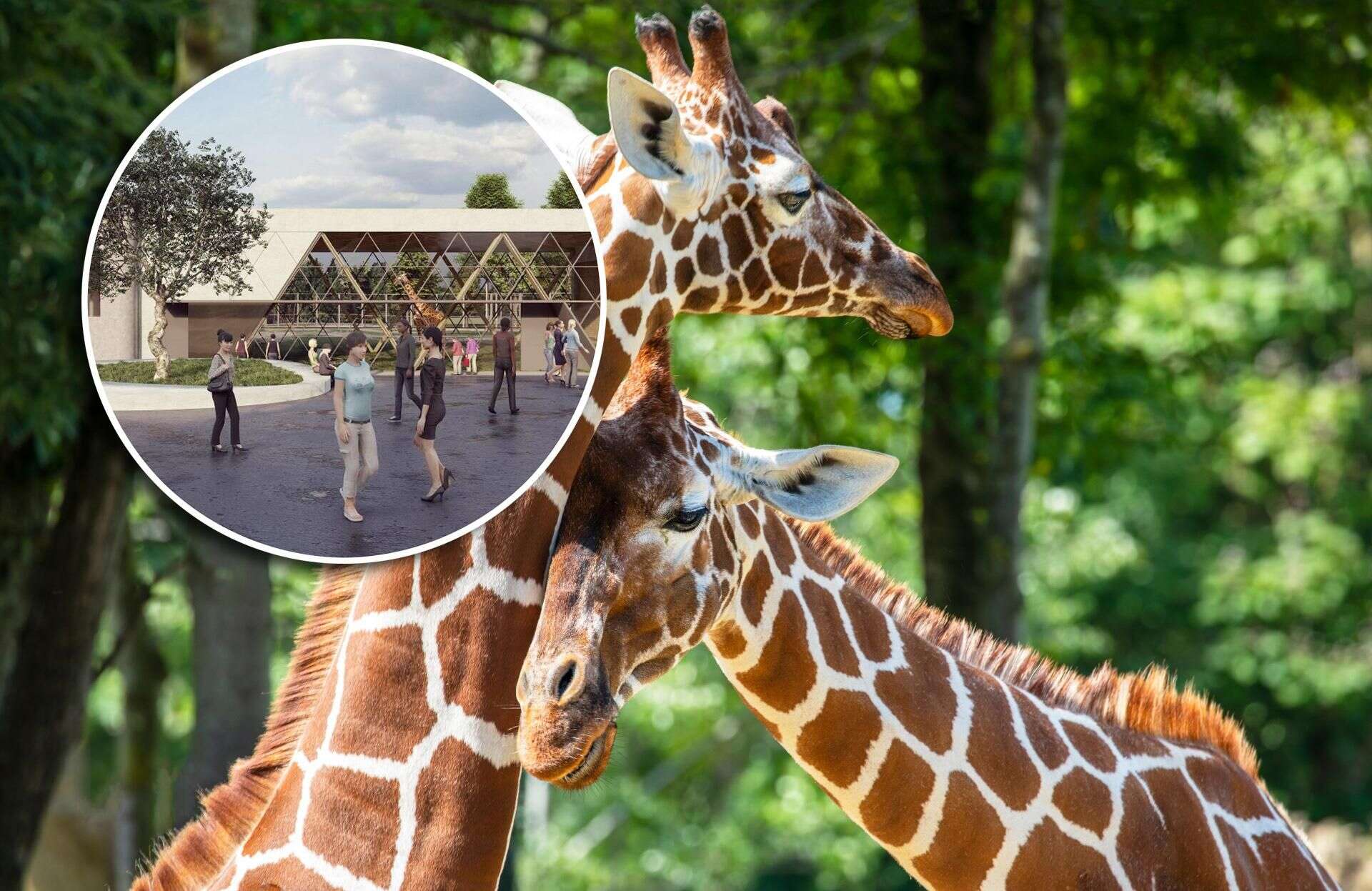 OGŁOSILI PRZETARG Wielkie plany warszawskiego zoo. Zbudują nowy dom dla afrykańskich zwierząt