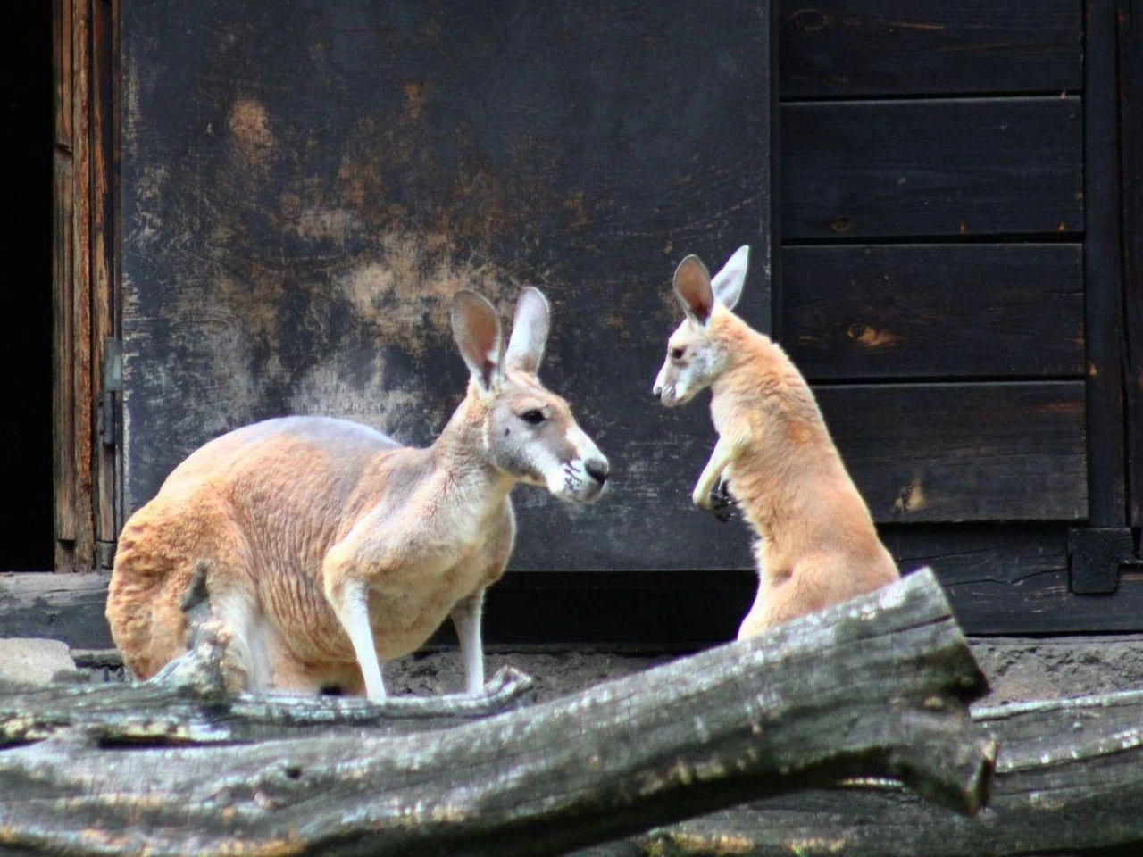 JEST PRZEŚLICZNY! Mały kangur podbija serca w warszawskim ZOO! Wybierz imię dla uroczego malucha