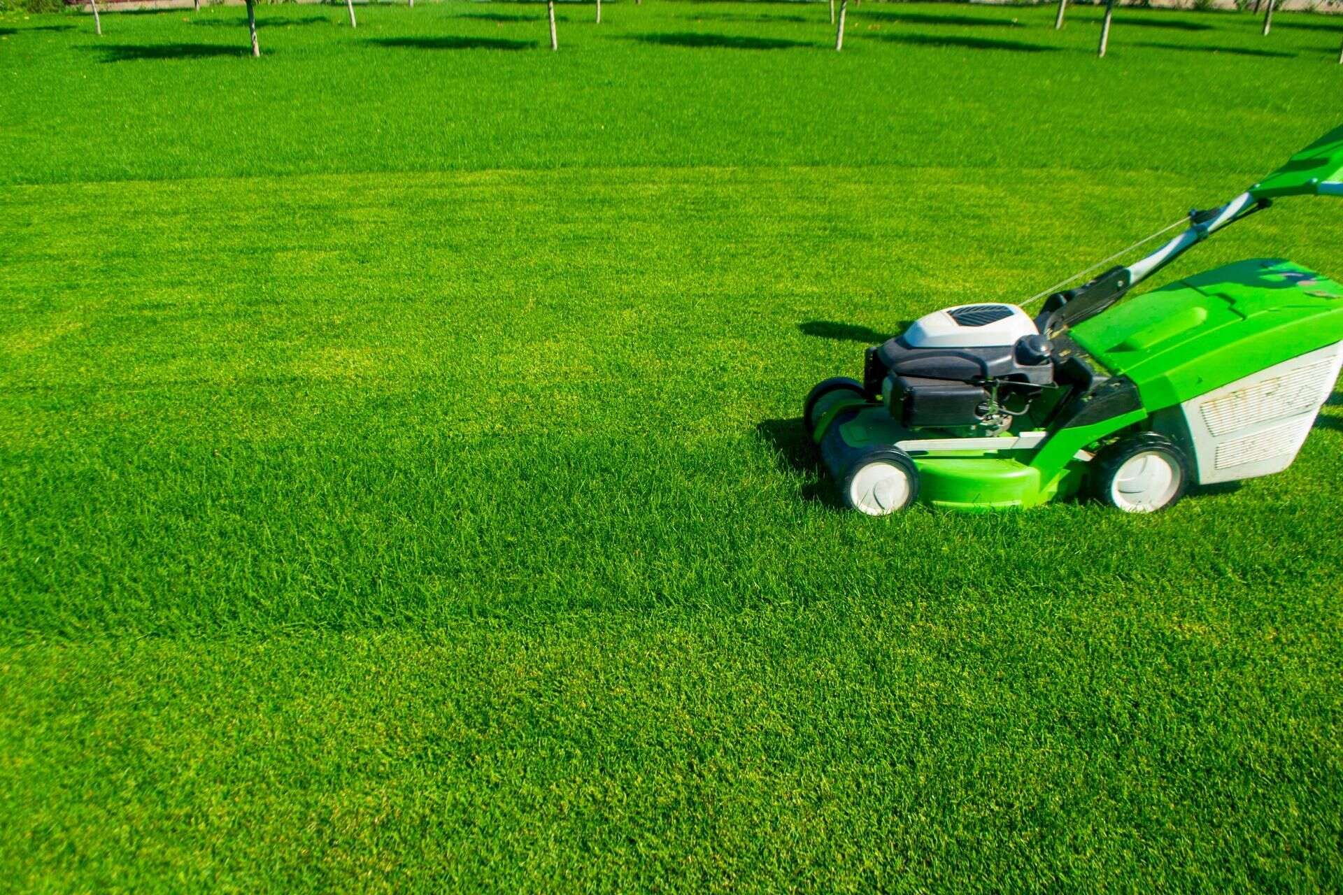 Trawa w ogrodzie Wykonaj ten zabieg na trawniku jeszcze w październiku. Wiosną murawa w Twoim ogrodzi…