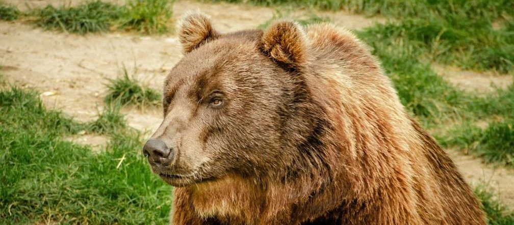 Zwabił go miód Niedźwiedź w pobliżu ludzkich zabudowań. Zwabił go miód