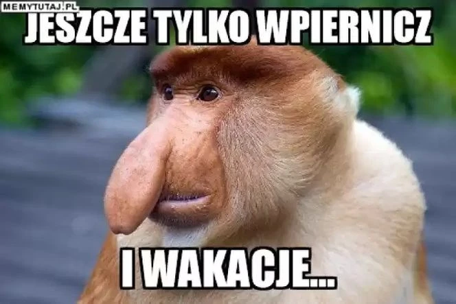 padniesz ze śmiechu! Zakończenie roku w memach! Uczniowie świętują, nauczyciele oddychają z ulgą [GALERIA]