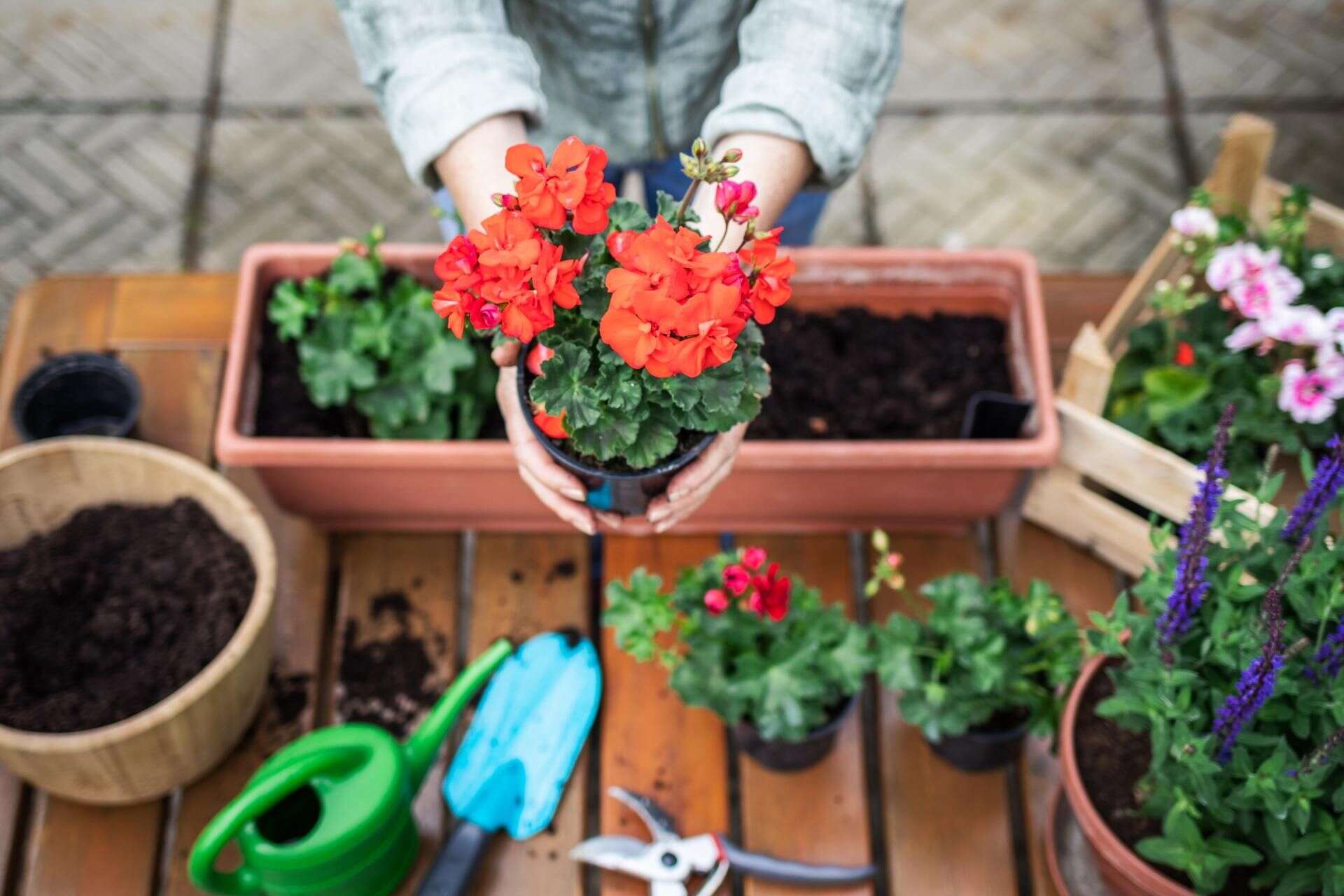 Dom i ogród W marcu obetnij końcówki i podlej pelargonie tą odżywką. Balkon utonie w morzu kwiat…