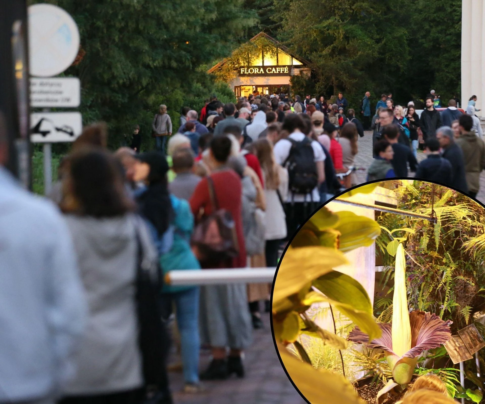 GOTOWI? Dziwidło olbrzymie gotowe do kwitnienia! Na ten moment wszyscy czekali