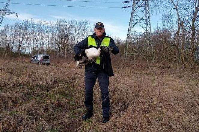 Pomoc nadeszła w porę Łabędź zaplątał się w drut kolczasty. Na pomoc ruszyli strażnicy miejscy